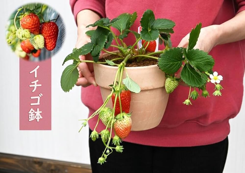 Amazon｜苺鉢植えいちご鉢植えイチゴ陶器鉢植え｜観葉植物